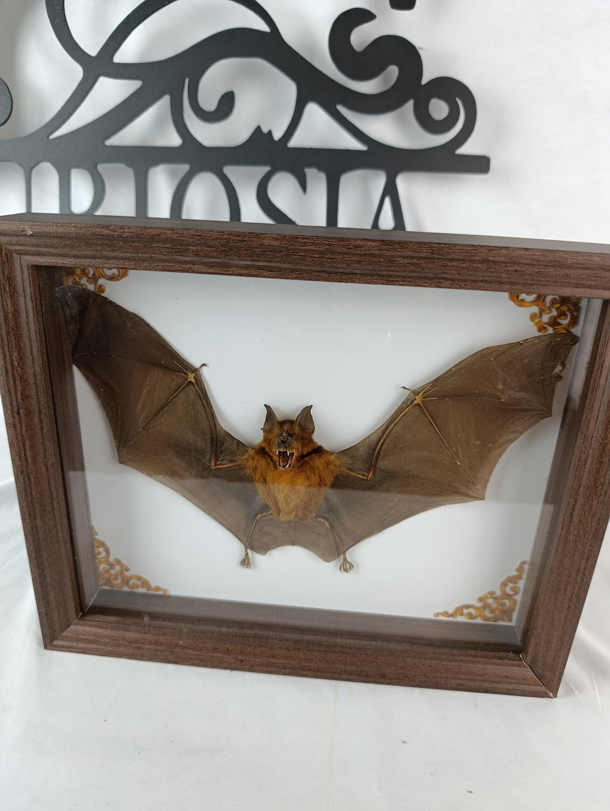Chauve souris encadrée