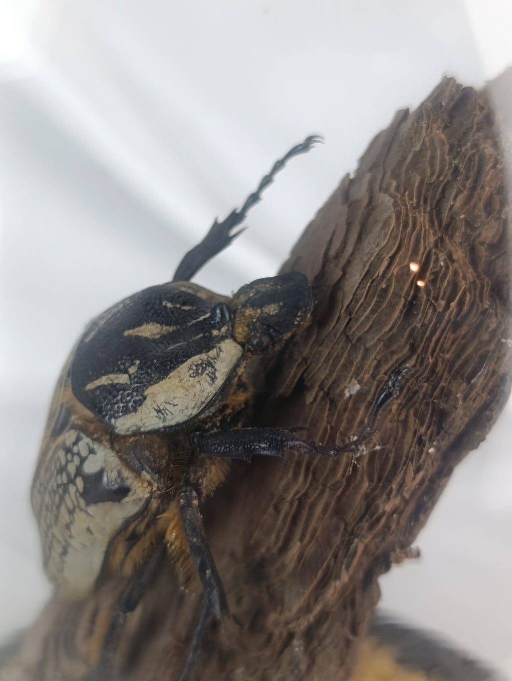 Globe Goliath
