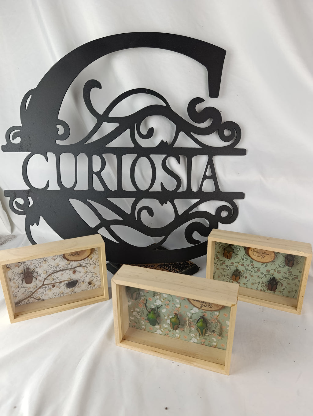 Cadres entomologique