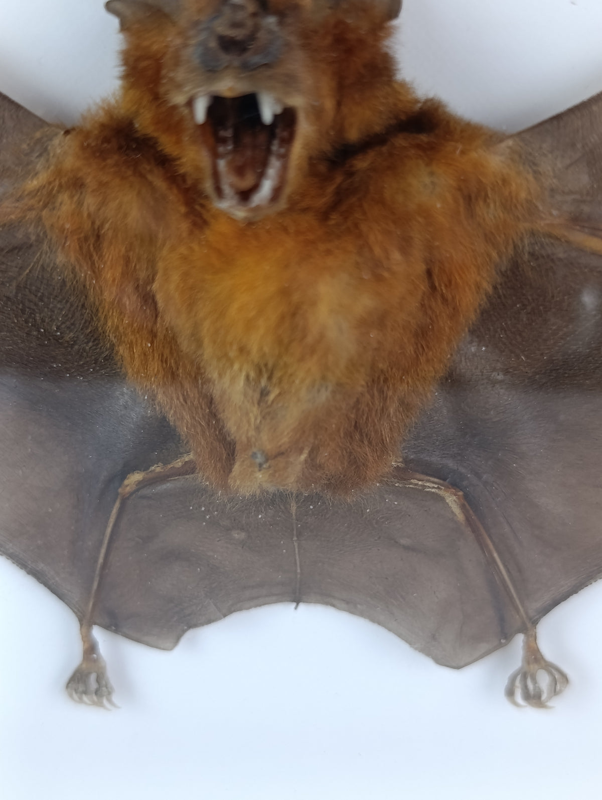Chauve souris encadrée