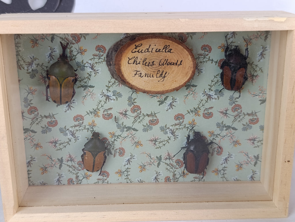 Cadres entomologique