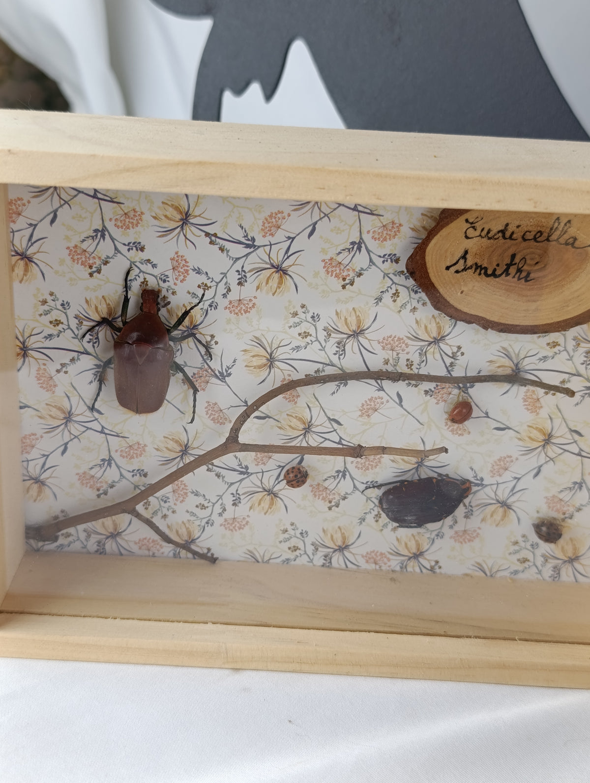Cadres entomologique