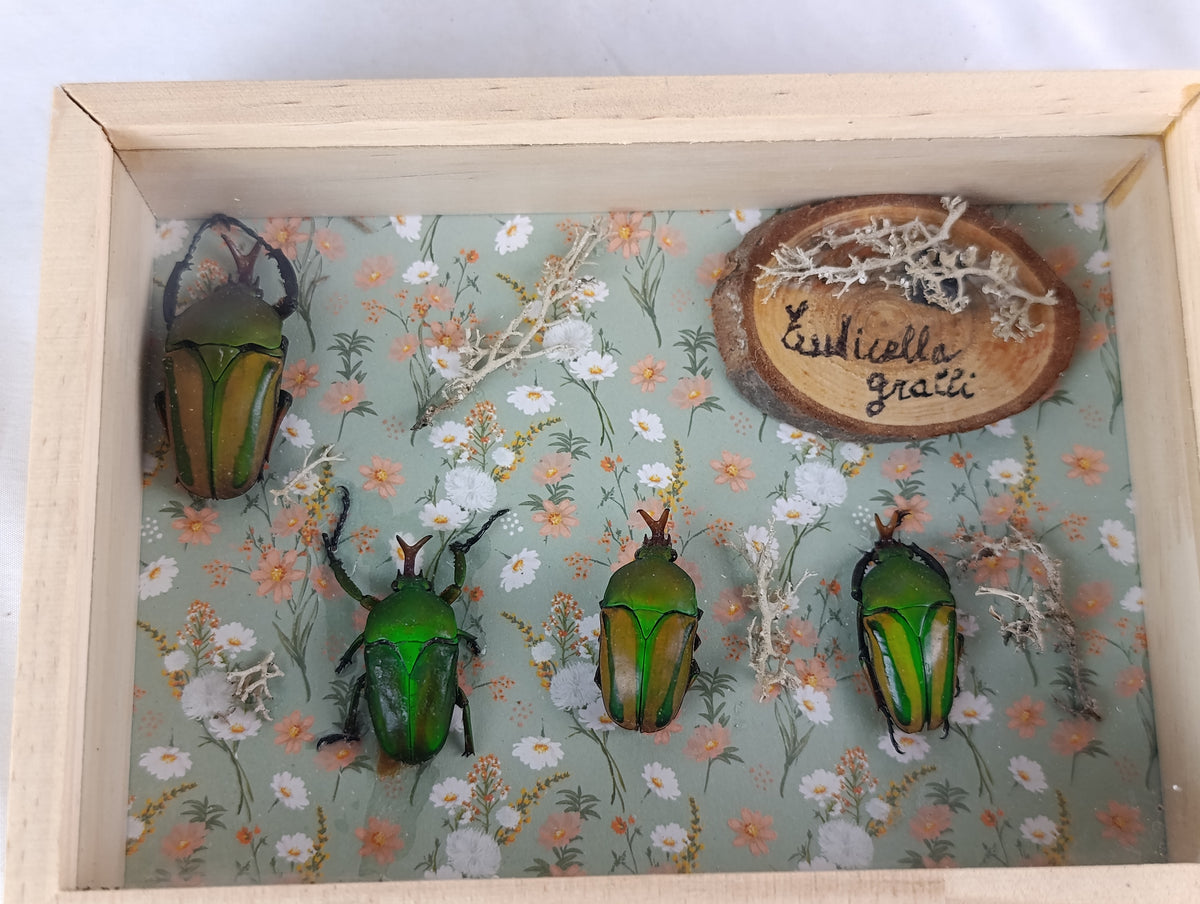 Cadres entomologique