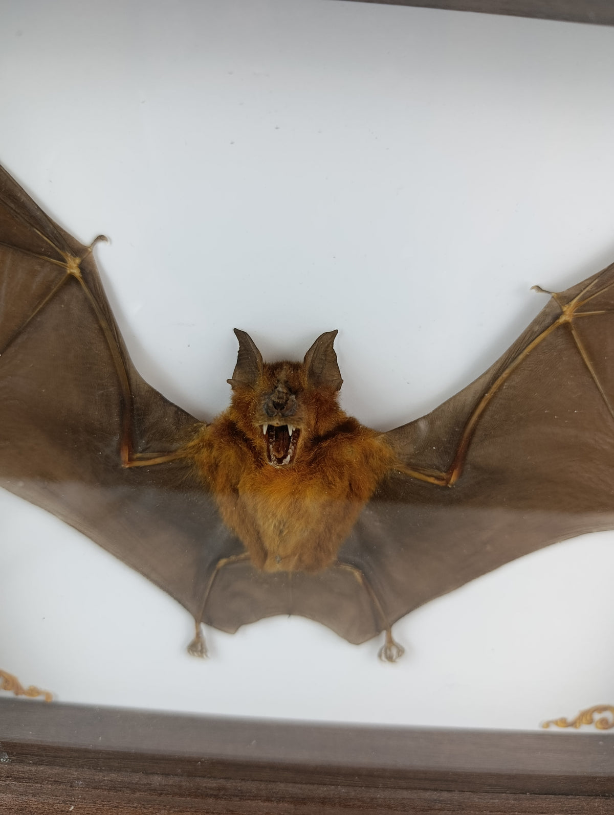 Chauve souris encadrée