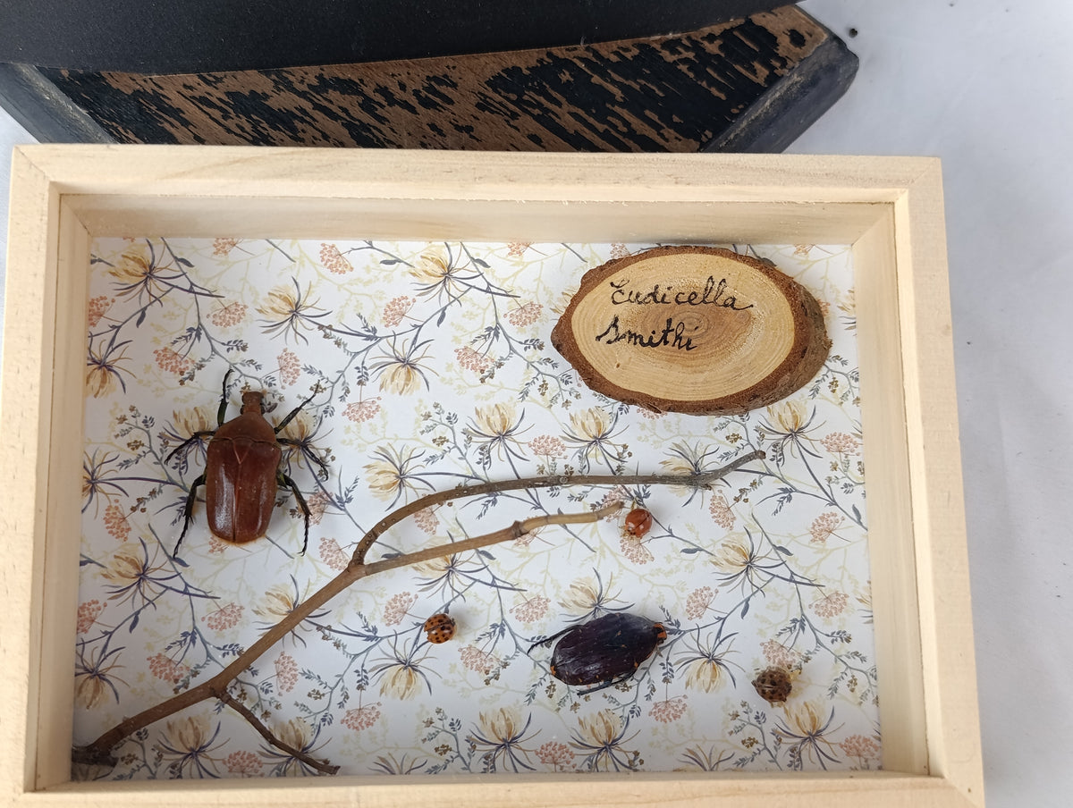 Cadres entomologique