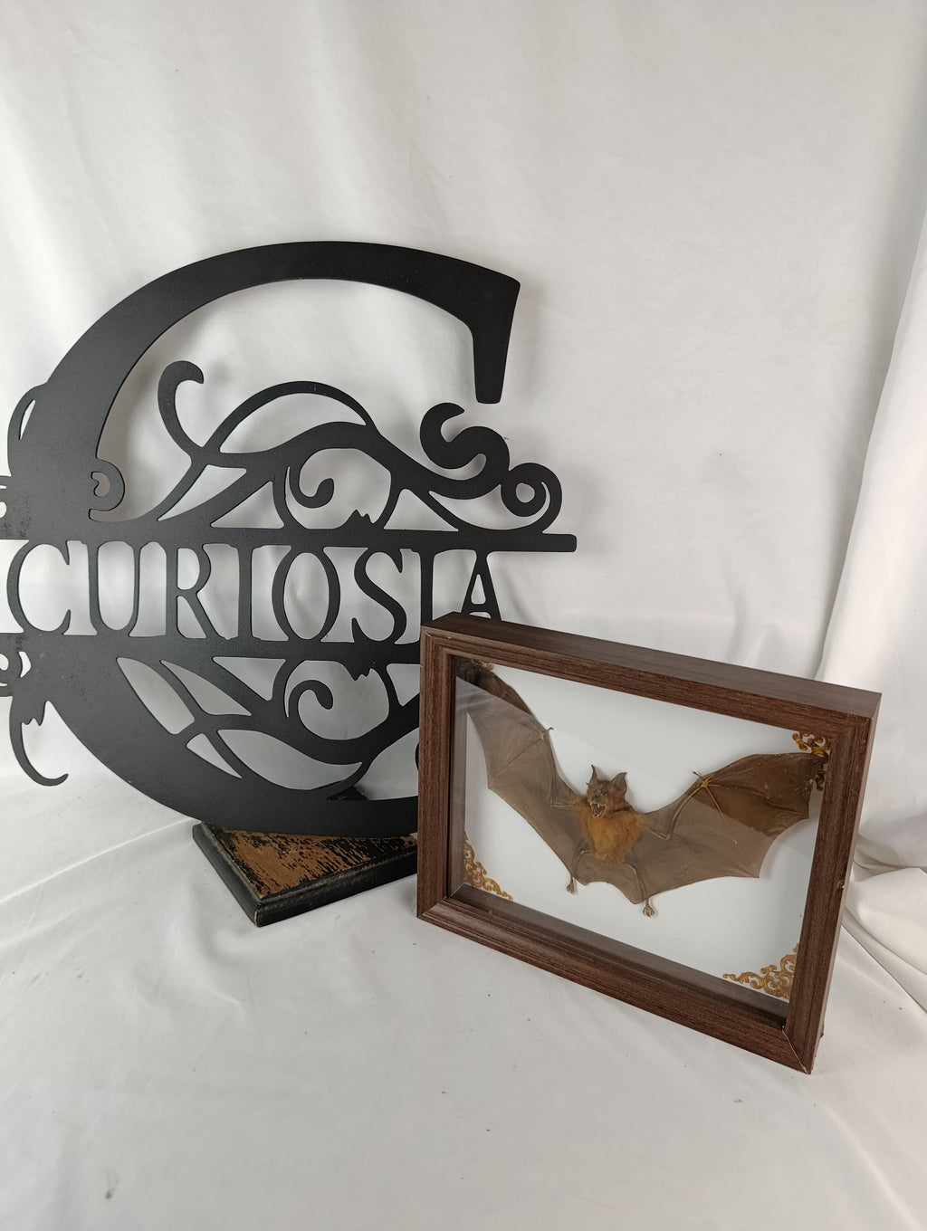 Chauve souris encadrée
