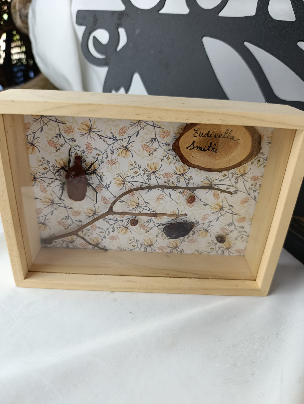 Cadres entomologique