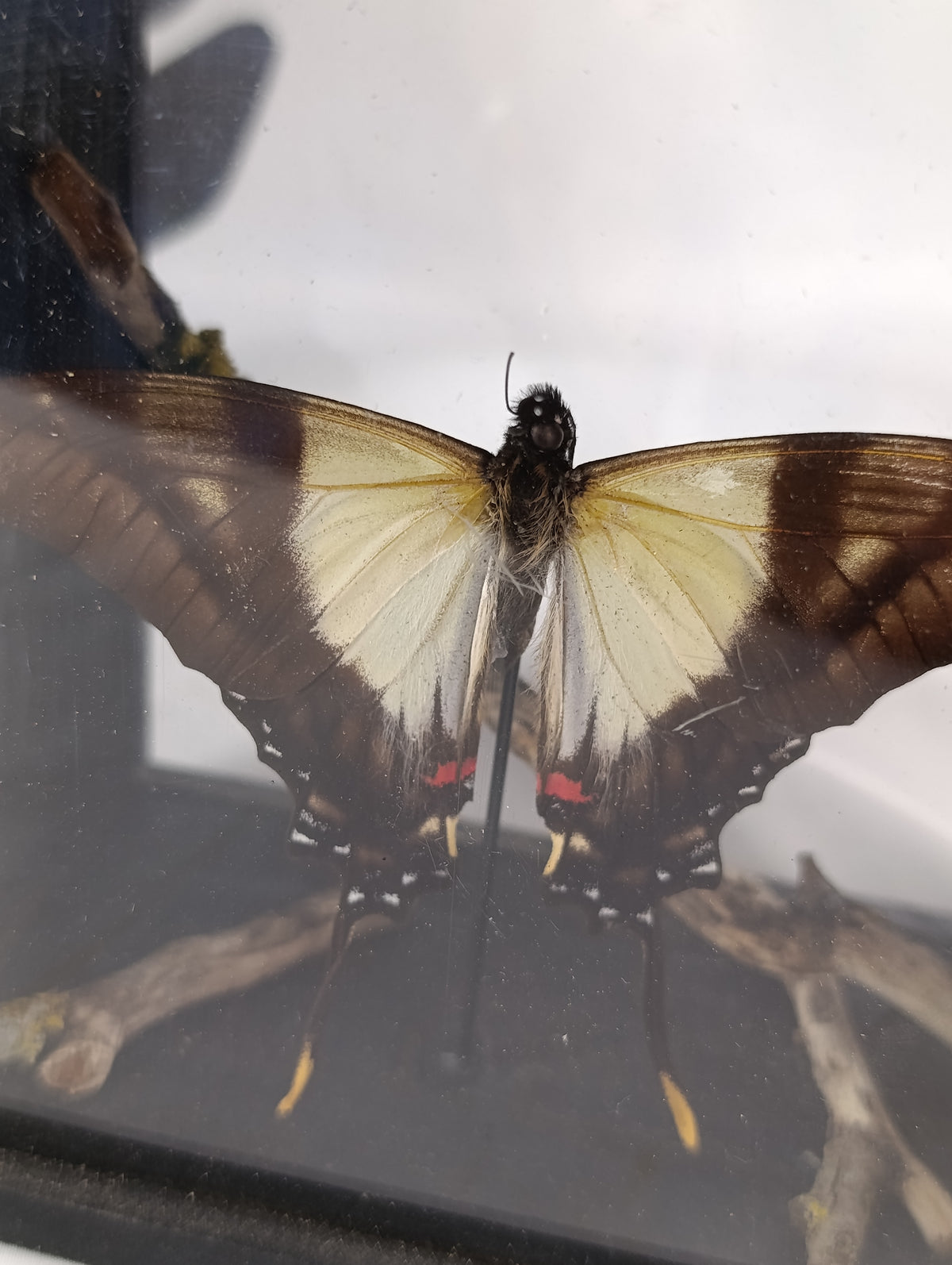 Cadre papillon 🦋