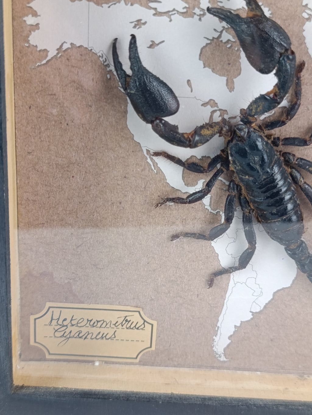 Cadre scorpion 🦂